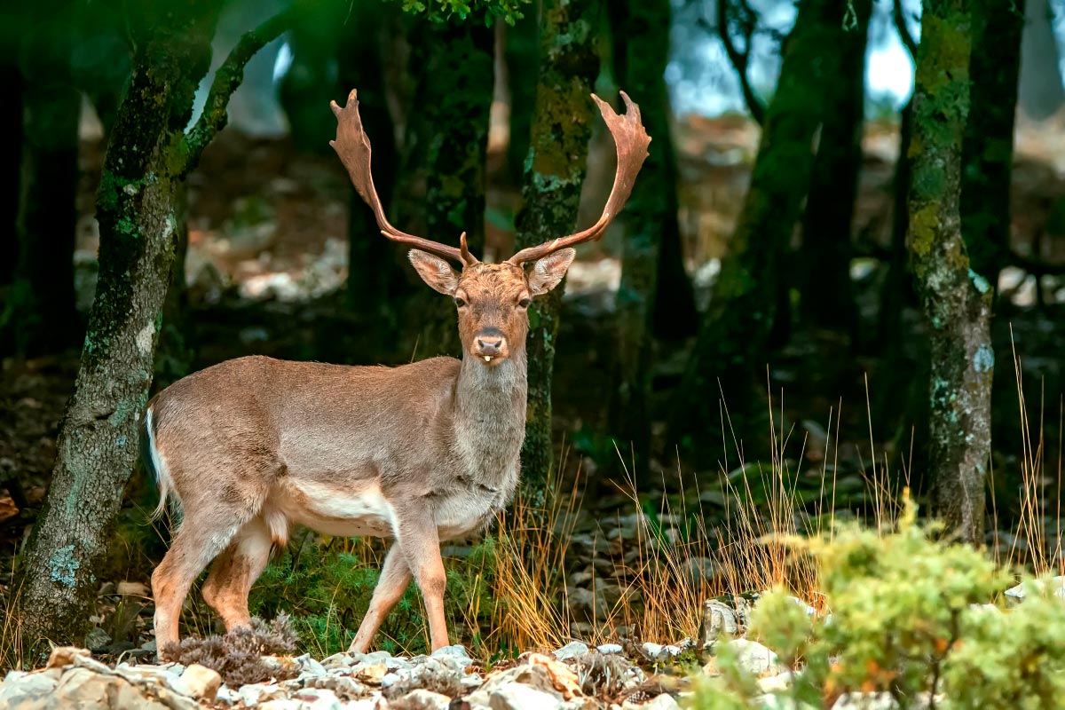 Reserva-Nacional-Caza