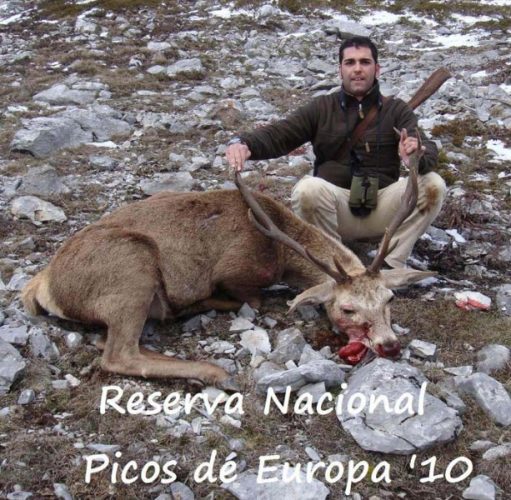 20100412120005029_Matias_Jimenez_Ciervo_Picos_de_Europa