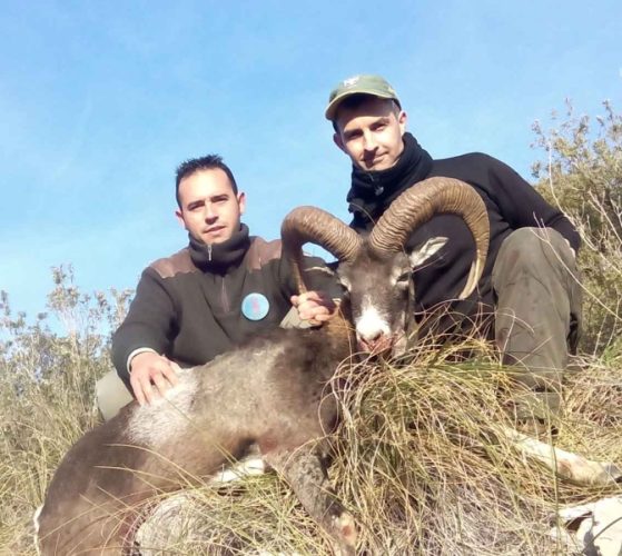 mariano_brotons_muflon_rececho_reserva_caza_muela_de_cortes_sorteo_armeria_la_diana