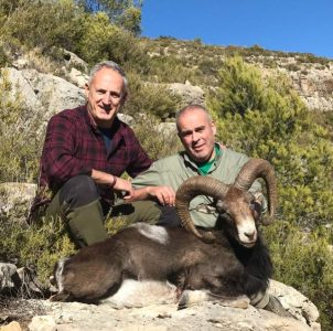 muflon_rececho_reserva_nacional_muela_de_cortes_sorteo_armeria_la_diana